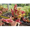 Sarracenia purpurea 'EVELINA', lipless