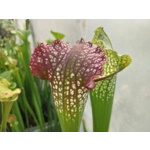 Sarracenia ROYAL RED