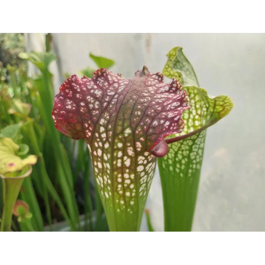 Sarracenia ROYAL RED
