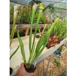 Sarracenia ROYAL RED