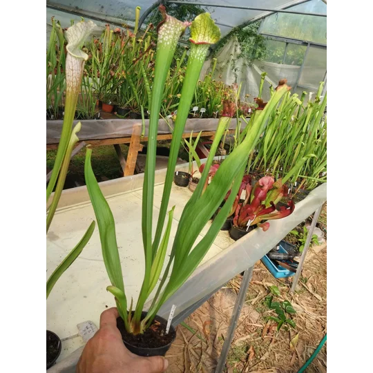 Sarracenia ROYAL RED