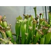 Sarracenia BIG DADDY (leucophylla x oreophylla) x leucophylla