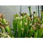 Sarracenia BIG DADDY (leucophylla x oreophylla) x leucophylla