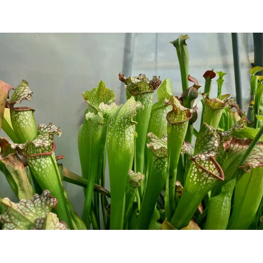 Sarracenia BIG DADDY (leucophylla x oreophylla) x leucophylla