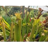 Sarracenia rubra subsp. wherryi