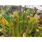 Sarracenia rubra subsp. wherryi