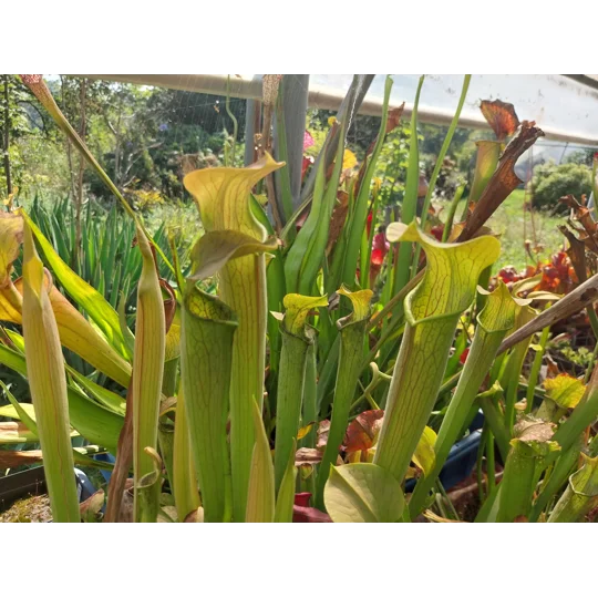 Sarracenia rubra subsp. wherryi
