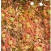 Drosera pygmaea TASMANIA, 10+ gemmae