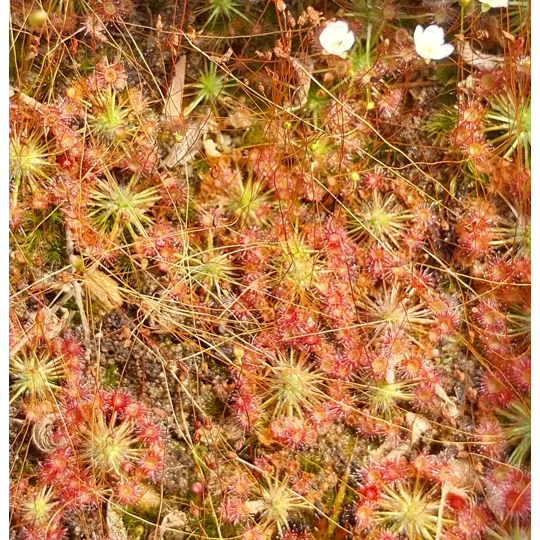 Drosera pygmaea TASMANIA, 10+ gemmae