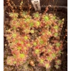Drosera mannii x omissa, 10+ gemmae