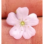 Drosera mannii x omissa, 10+ gemmae