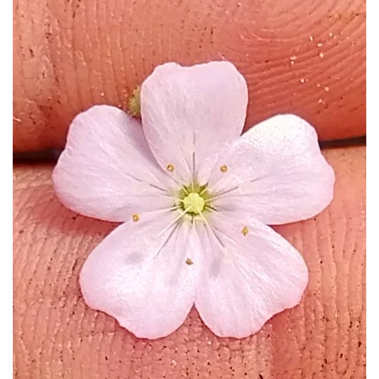 Drosera mannii x omissa, 10+ gemmae