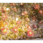 Drosera x legrandi, 10+ gemmae