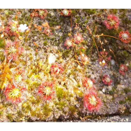 Drosera x legrandi, 10+ gemmae