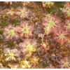 Drosera roseana, 10+ gemmae