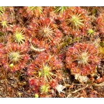 Drosera pygmaea East of AU, 10+ gemmae