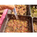 Drosera pygmaea East of AU, 10+ gemmae