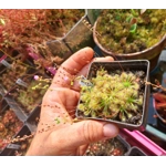 Drosera omissa x pulchella, 10+ gemmae