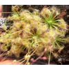 Drosera omissa x pulchella, 10+ gemmae