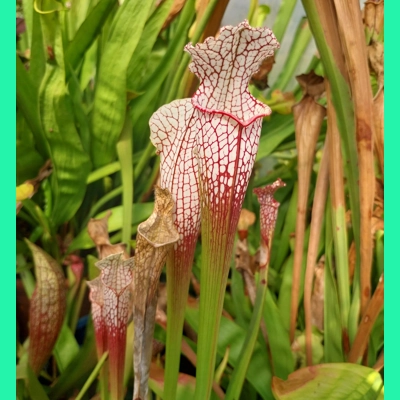 Sarracenia leucophylla L4 MS, ''Red tube'', Splinter Hill, Alabama, ex. Peter Toufar
