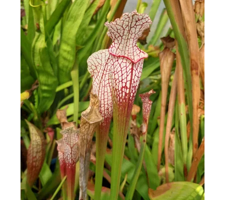 Sarracenia leucophylla L4 MS, ''Red tube'', Splinter Hill, Alabama, ex. Peter Toufar