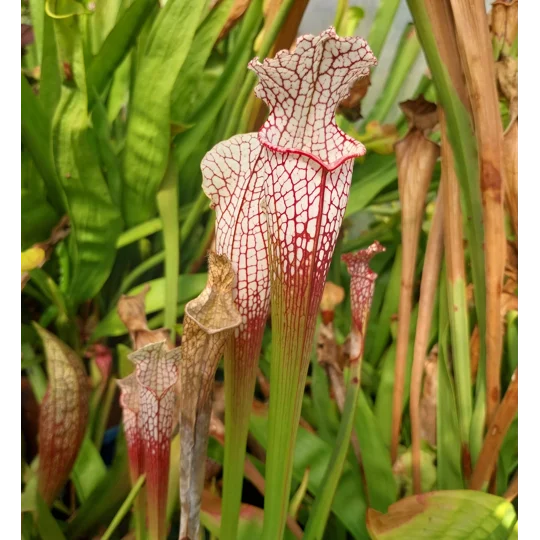 Sarracenia leucophylla L4 MS, ''Red tube'', Splinter Hill, Alabama, ex. Peter Toufar