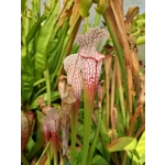 Sarracenia leucophylla L4 MS, ''Red tube'', Splinter Hill, Alabama, ex. Peter Toufar