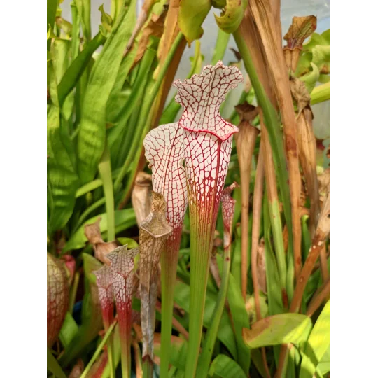 Sarracenia leucophylla L4 MS, ''Red tube'', Splinter Hill, Alabama, ex. Peter Toufar