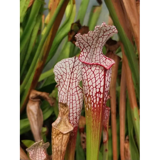 Sarracenia leucophylla L4 MS, ''Red tube'', Splinter Hill, Alabama, ex. Peter Toufar