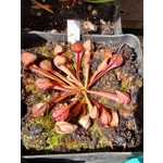 Sarracenia psittacina subsp. psittacina