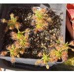 Drosera scorpioides, 10+ gemmae