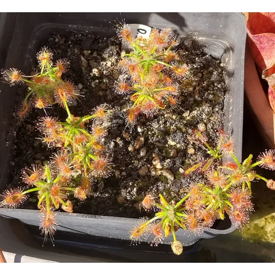 Drosera scorpioides, 10+ gemmae