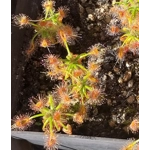 Drosera scorpioides, 10+ gemmae
