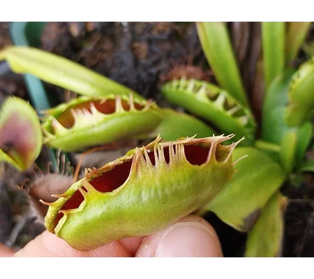 PREDATOR Dionaea muscipula