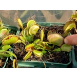 B52 Dionaea muscipula
