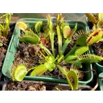 BIG TEETH RED GIANT Dionea muscipula