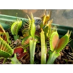 BIG TEETH RED GIANT Dionea muscipula