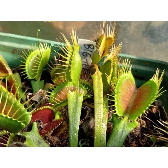 BIG TEETH RED GIANT Dionea muscipula