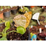 GREEN SAWTOOTH Dionaea muscipula