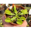 GREEN SAWTOOTH Dionaea muscipula