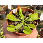 GREEN SAWTOOTH Dionaea muscipula