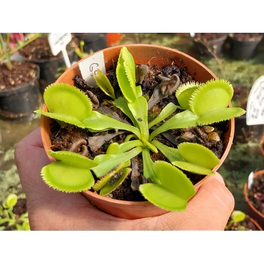 GREEN SAWTOOTH Dionaea muscipula