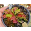 TYPICAL Dionaea muscipula