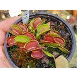 TYPICAL Dionaea muscipula