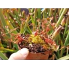 Drosera madagascarensis