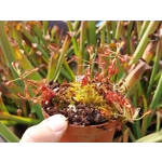 Drosera madagascarensis