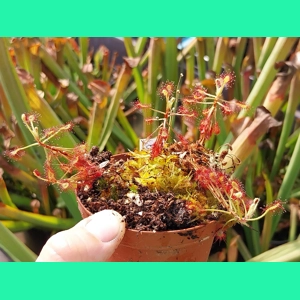 Drosera madagascarensis