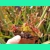 Drosera madagascarensis