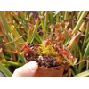 Drosera madagascarensis - 50 seeds