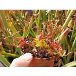 Drosera madagascarensis - 50 seeds